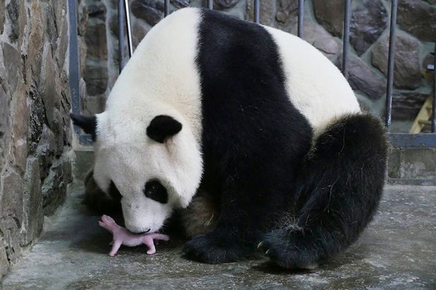 罕见披露 野生大熊猫分娩照片曝光