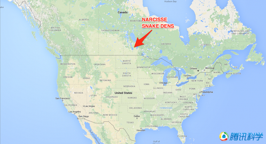 胆小莫入:加拿大现世界上最大群蛇乱舞景象