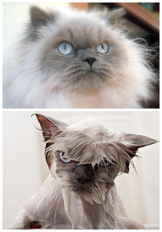 8 萌宠湿身前后大对比 大写的囧