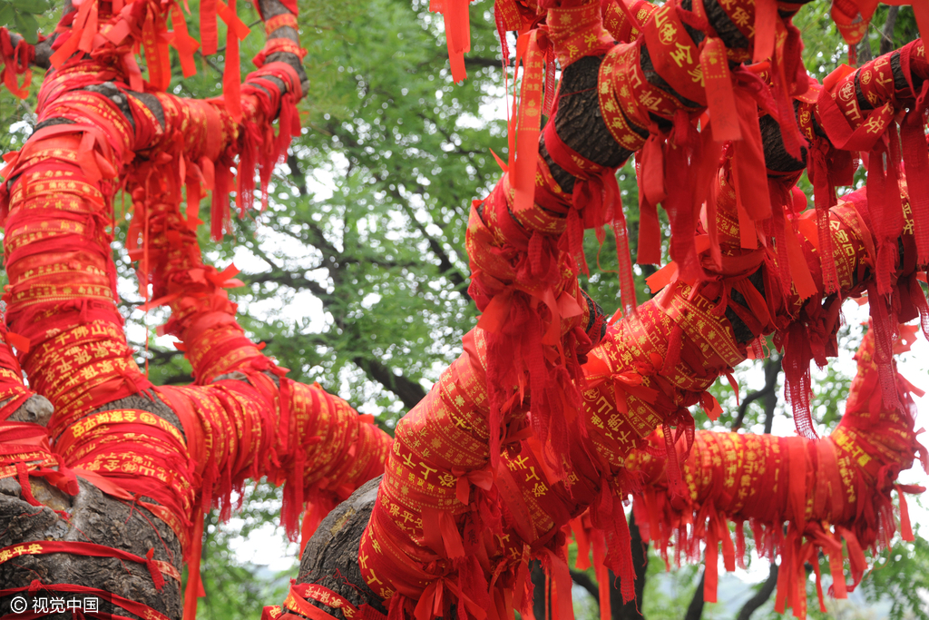 高考临近济南古树缠满红绳成许愿树