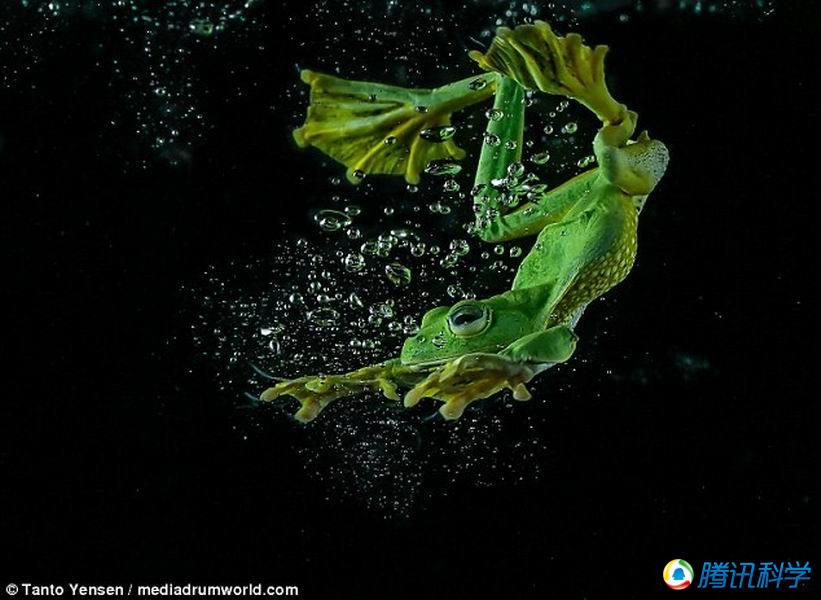 6 摄影师拍摄亮绿色青蛙在水中优美舞姿(组图)