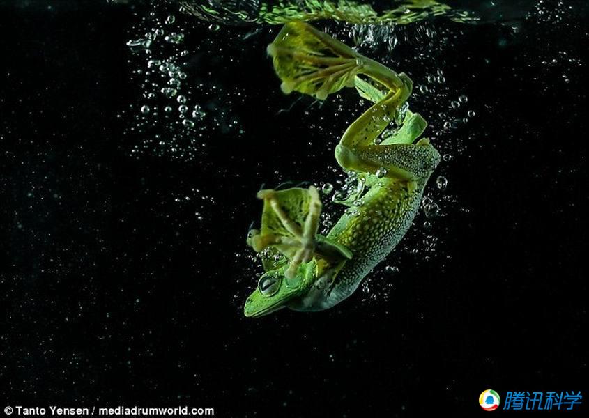 6 摄影师拍摄亮绿色青蛙在水中优美舞姿(组图)