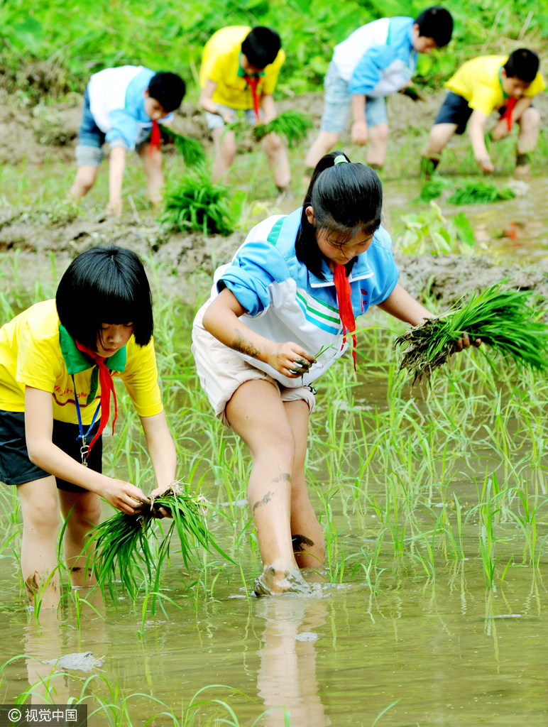 江西婺源小学生农田体验插秧迎六一
