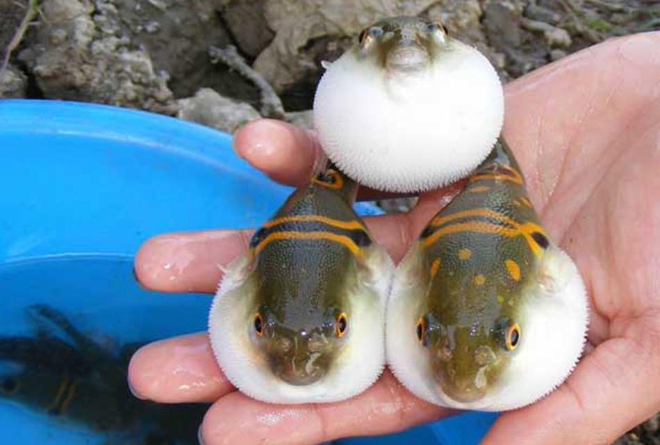 广东河涌剧毒小鱼1克毒液值30万美元