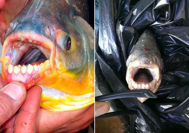 食人鱼长着跟人一样的牙齿渔夫睾丸被咬掉