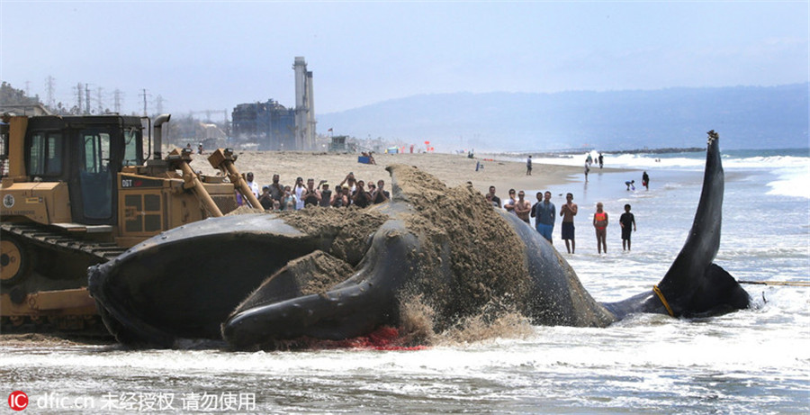 美国海滩惊现座头鲸尸体救生员开推土机清理