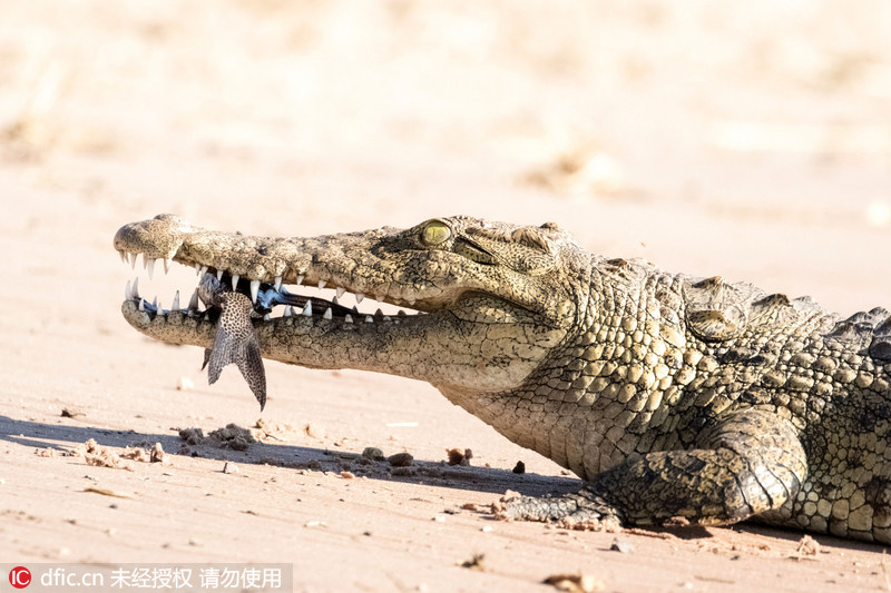 3 摄像师捕捉鳄鱼吃鱼罕见瞬间