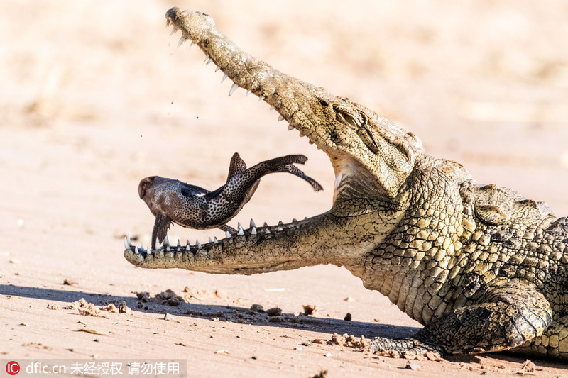 3 摄像师捕捉鳄鱼吃鱼罕见瞬间