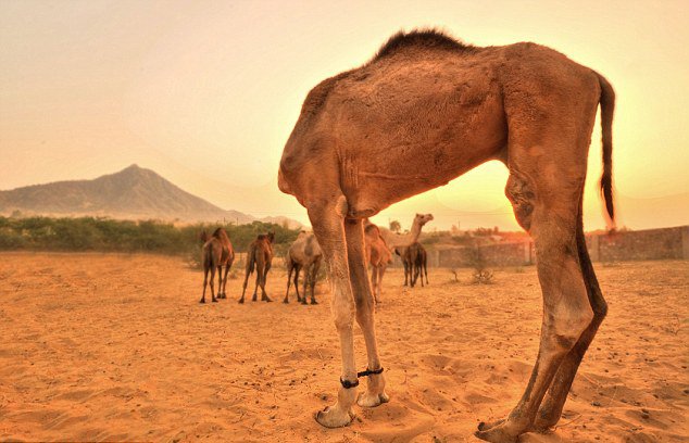 "无头"骆驼.