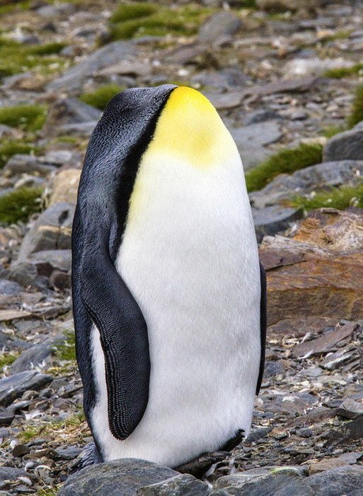 双头马无头鹅 摄影师抓拍动物错位图惊呆网友