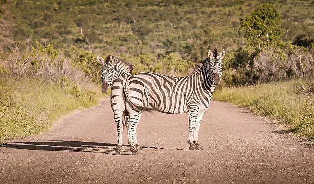 44岁的米格尔在南非克鲁格国家公园拍摄到两只看似连体的斑马.