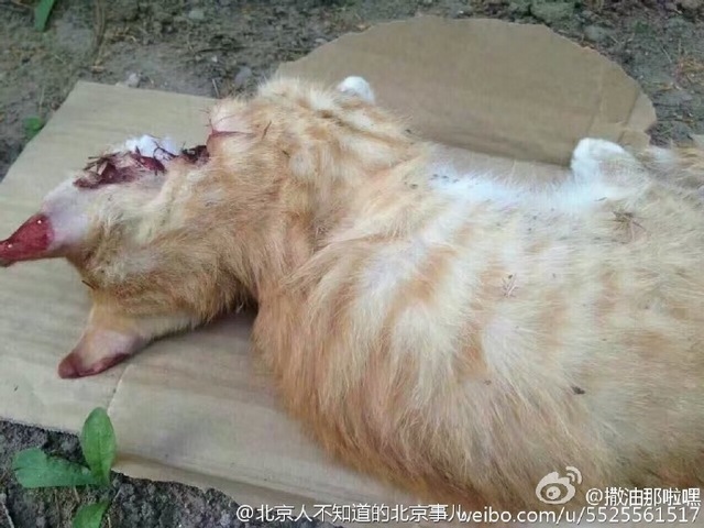 网曝北京一男子虐猫多年 手段残忍