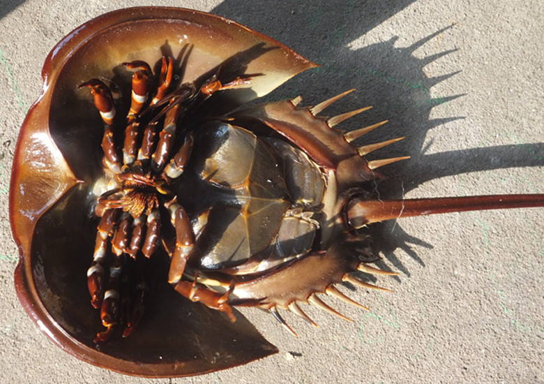 广西北海边防查获千只来路不明中华鲎