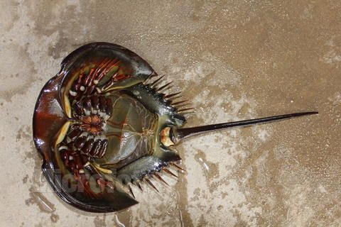 广西北海边防查获千只来路不明"中华鲎"