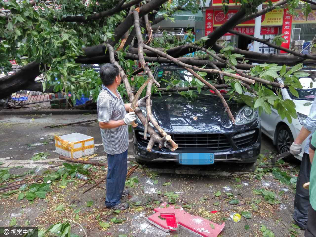 深圳 台风 妮妲 来袭大树被连根拔起