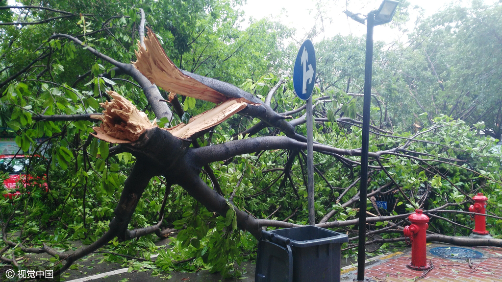 5 深圳:台风"妮妲"来袭 大树被连根拔起