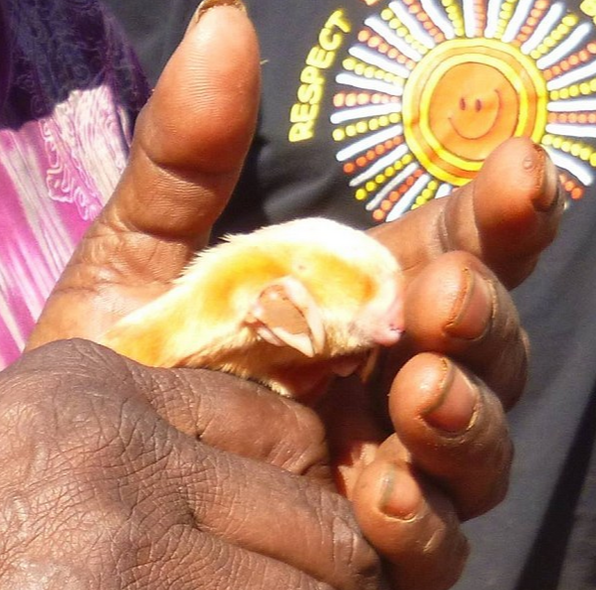 手机差点就离它的主人远去了 19/39 隐藏描述 后背大块的皮蝇感染非洲