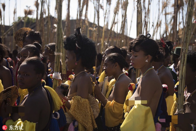 斯威士兰庆祝芦苇节 少女半裸参选王妃