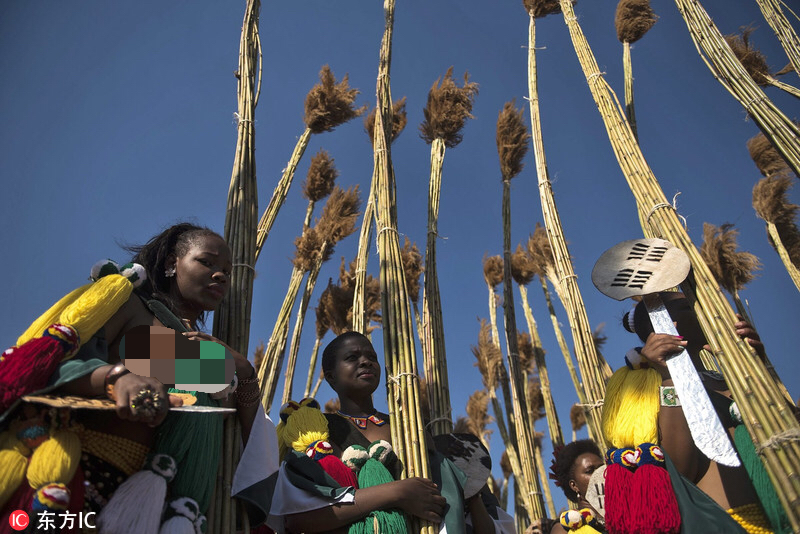 斯威士兰庆祝芦苇节少女半裸参选王妃