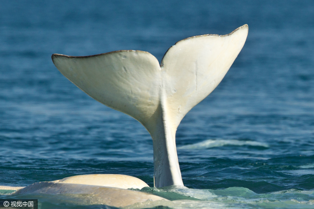 加拿大摄影师俯拍数百白鲸聚会 场面罕见壮观