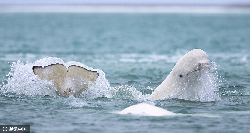 加拿大摄影师俯拍数百白鲸聚会 场面罕见壮观