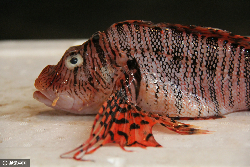 因为对"蝴蝶鱼"属性科目完全不了解,商贩很是犯难."希望能