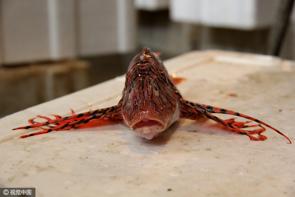 因为对"蝴蝶鱼"属性科目完全不了解,商贩很是犯难."希望能