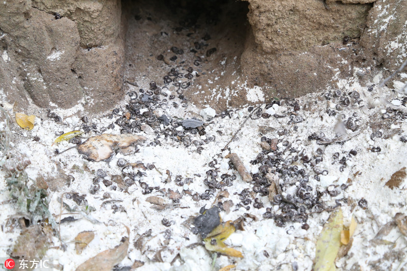 4 甘肃平凉上演人虫大战 上万"怪虫"占领村道