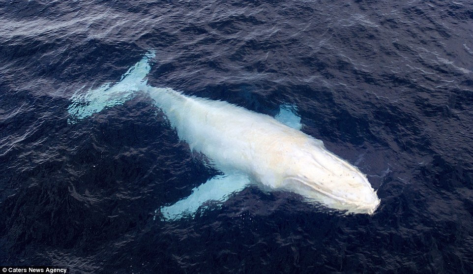 白化锤头鲸图片