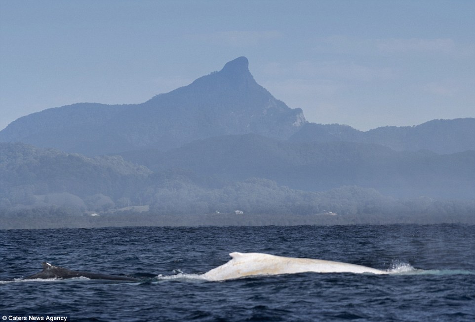 摄影师拍到白化座头鲸米迦罗水下身影