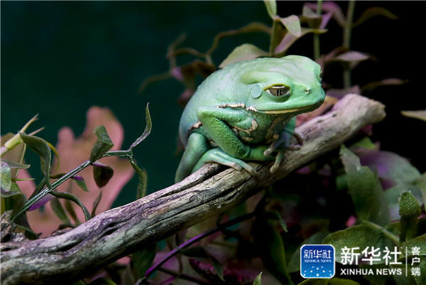 大自然中的"老毒物"(高清组图)