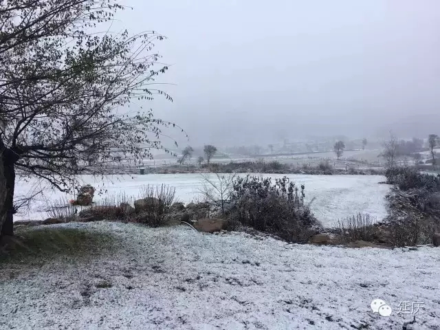 海陀戴雪图片