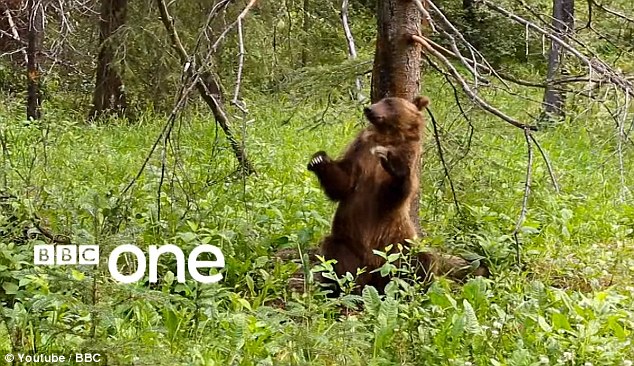 滑稽可爱北美灰熊蹭树挠痒似热舞