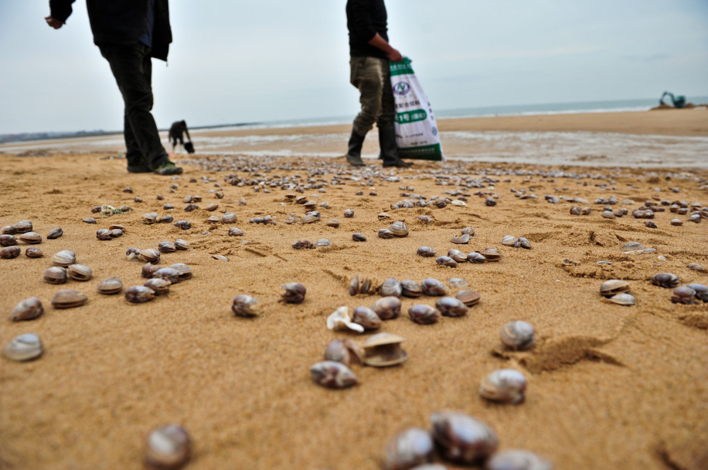 日照蛤蜊漫滩绵延百米 一挖一麻袋