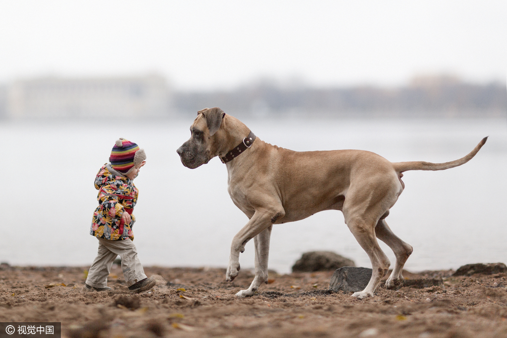 俄罗斯:这才是"最萌身高差"!大狗和小孩互动都是爱