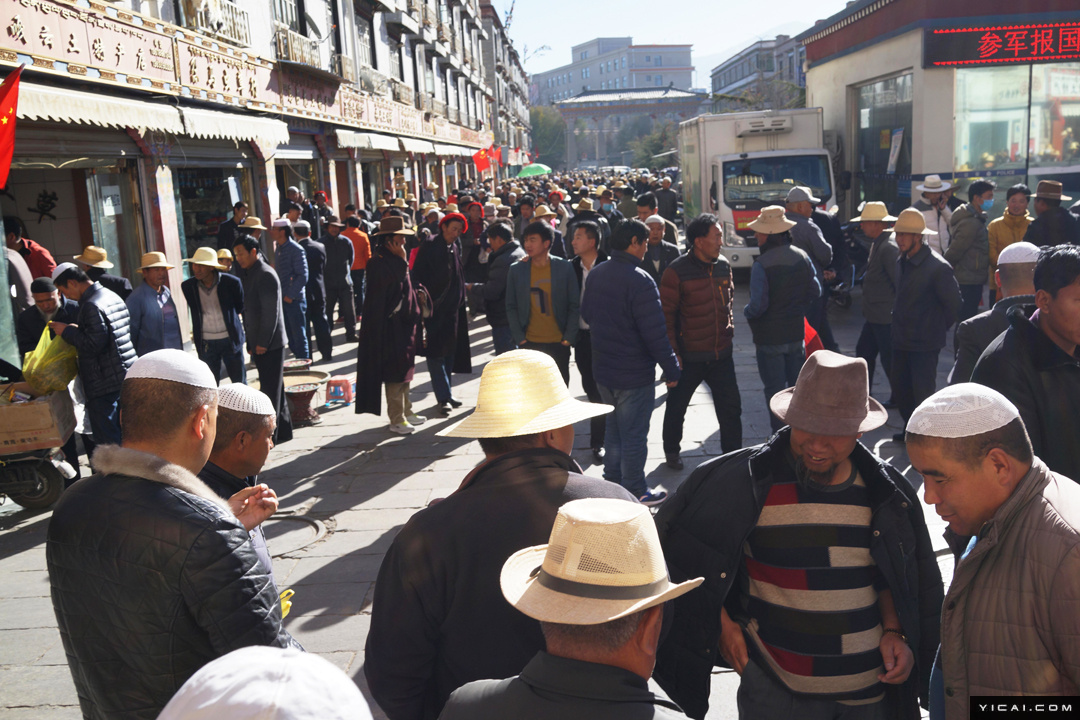 9 拉萨虫草市场火爆 价格最高达20万一斤