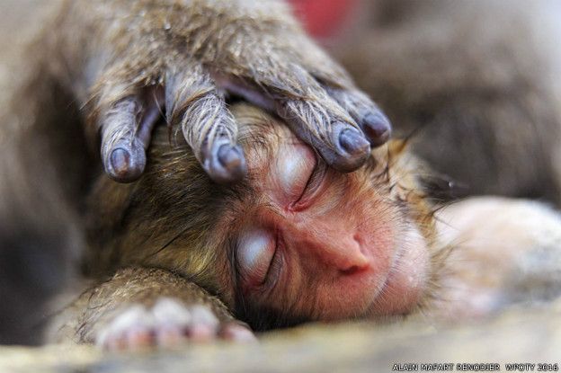 7 萌趣!感动!野生动物摄影师大奖赛作品