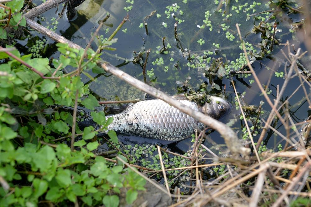 湖水死鱼臭气熏天 情侣无视继续秀恩爱