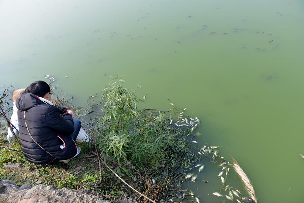 6 湖水死魚臭氣熏天 情侶無視繼續秀恩愛