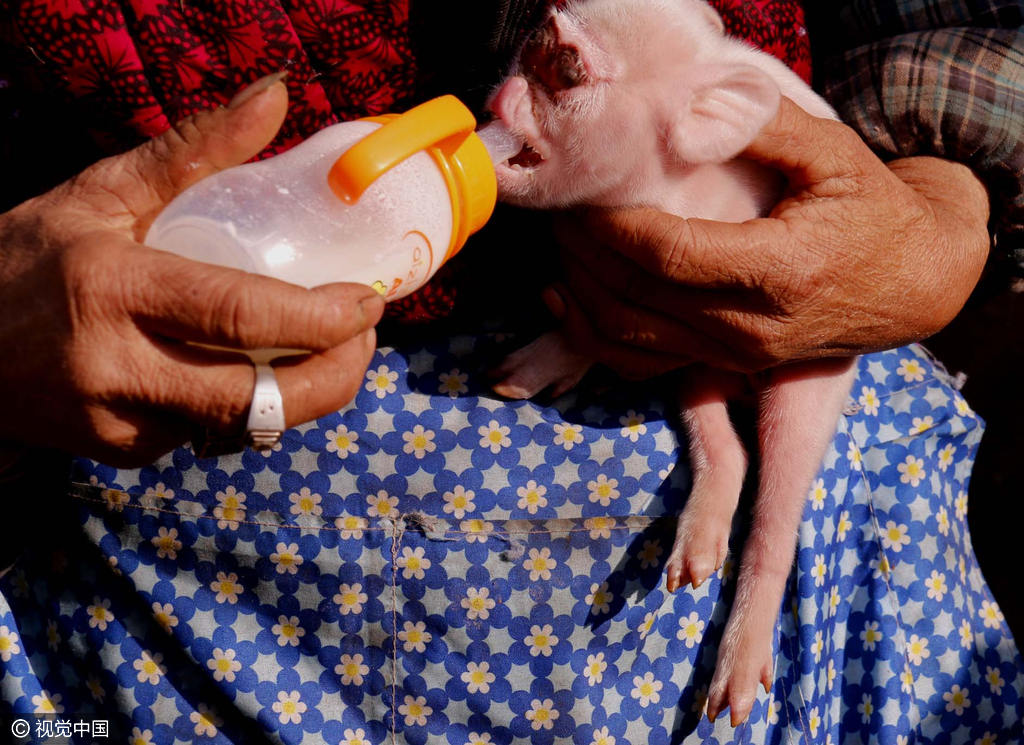 母猪竟然生下"猴崽" 猪身猴脸好奇怪