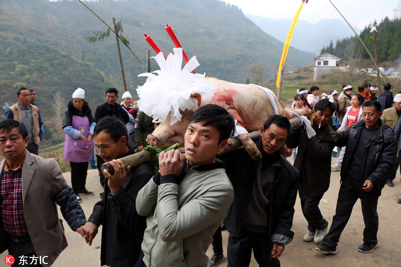 农村猪羊祭流程图片