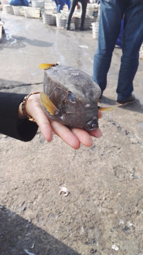4 渔民捡怪鱼:它排放毒液能毒死自己