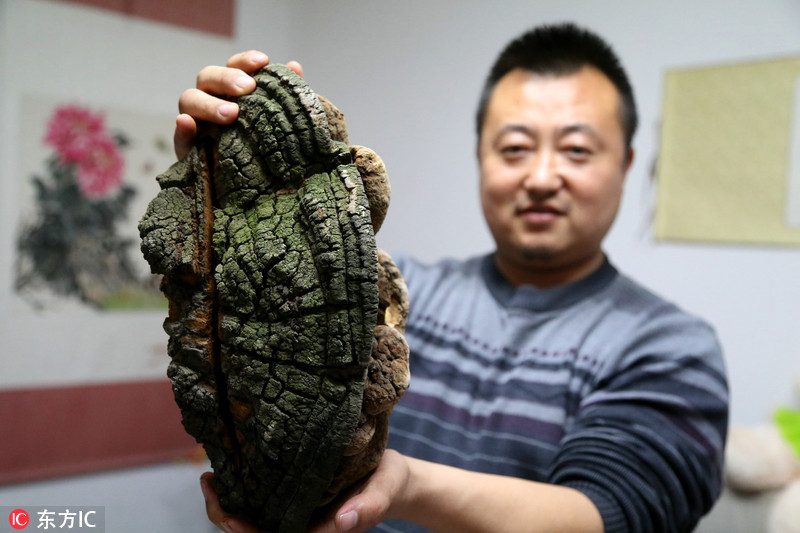 甘肃男子得巨型野生菌疑百年灵芝有人欲5万购买