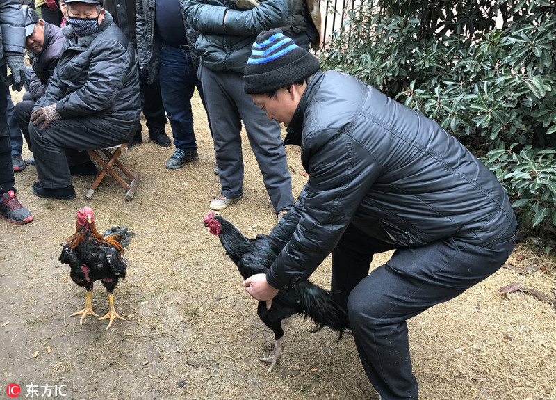 3 闹市区公园现"斗鸡"大战 近百人自带小板凳围观