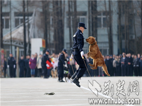 警用无人机俯瞰指挥演练多警种围剿劫金悍匪无路可逃