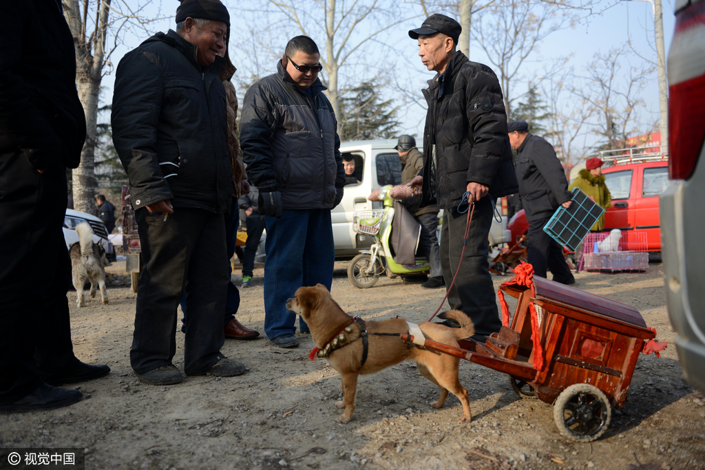 老人为爱犬手工做轿车小狗拉车惹人眼