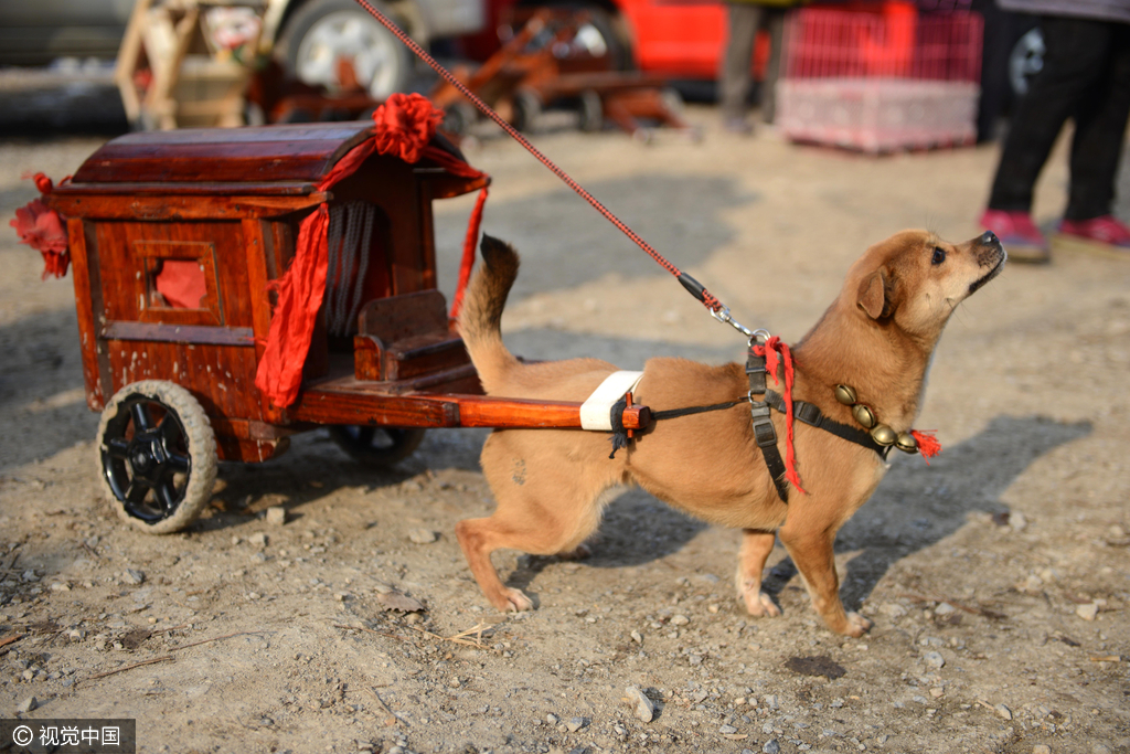 老人为爱犬手工做轿车小狗拉车惹人眼