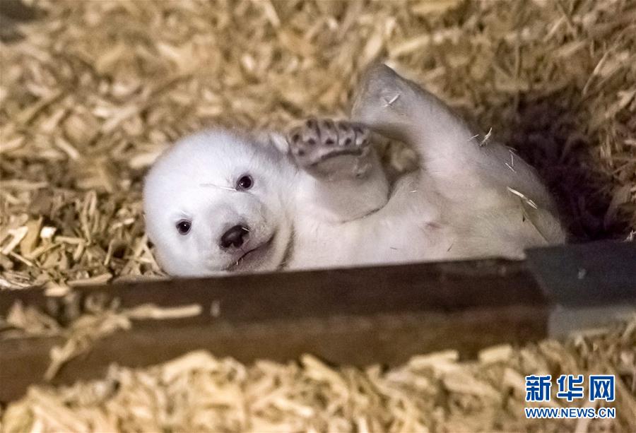 北极熊宝宝(高清组图)