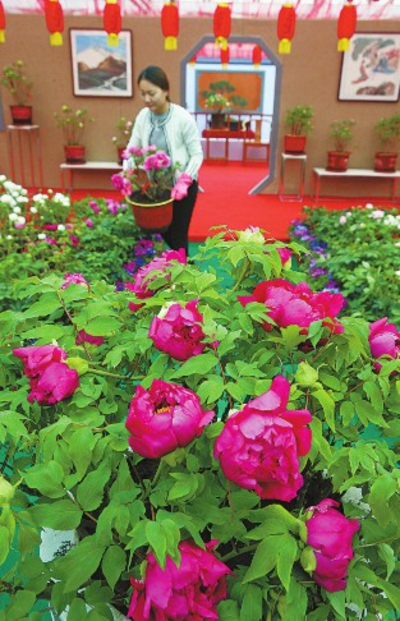 乌鲁木齐第三届迎春牡丹节开幕