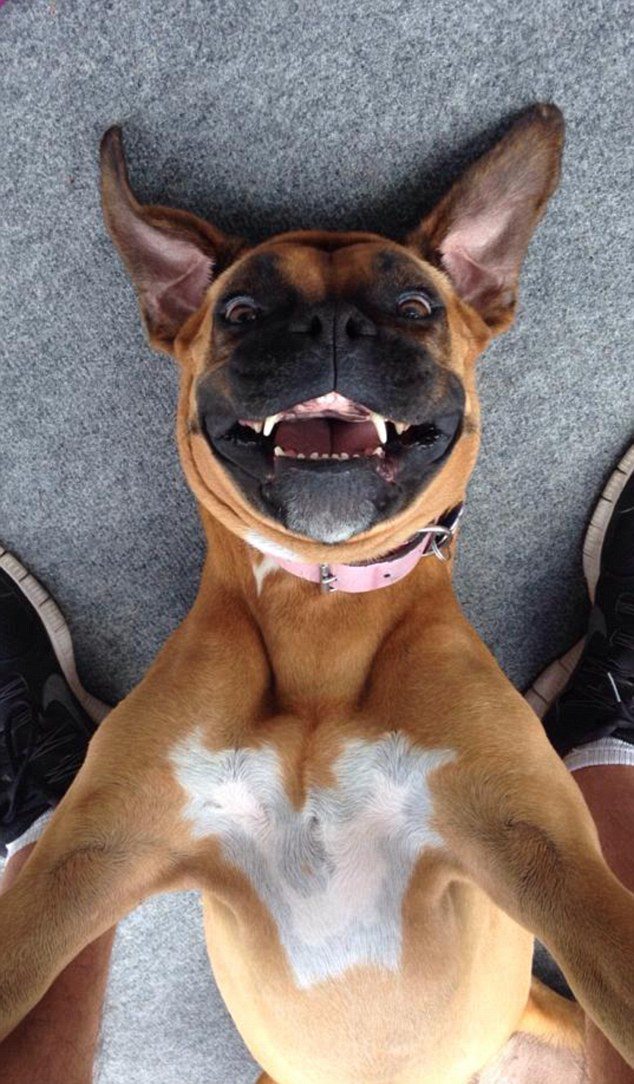 滑稽的动物自拍图集